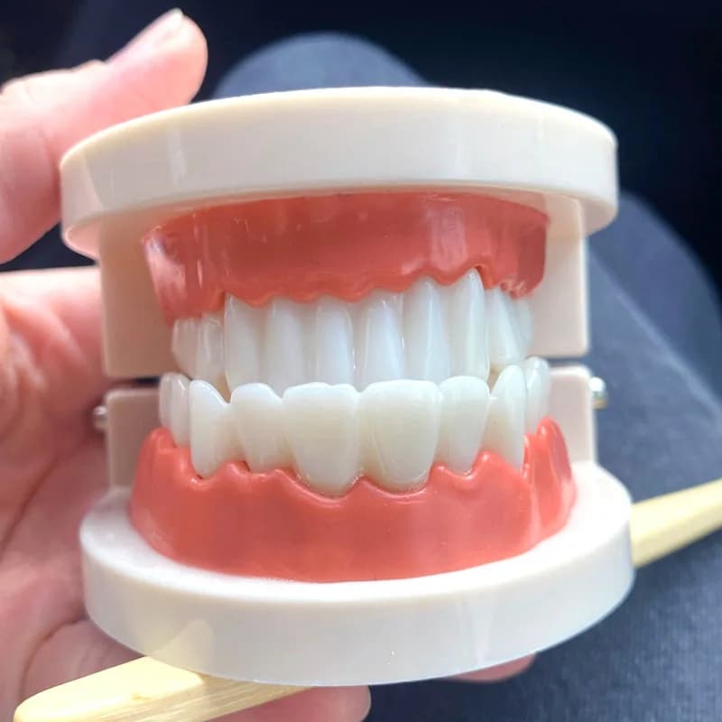 Montessori Educational Toys for Children Early Learning Kids Intelligence Brushing Tooth Teaching Aids Simulated Practical Life